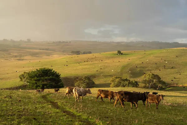Avustralya 'da bir tarlada otlayan damızlık sığır ve sığır eti. Türleri arasında benek parkı, murray grisi, angus, brangus ve wagyu bulunur..
