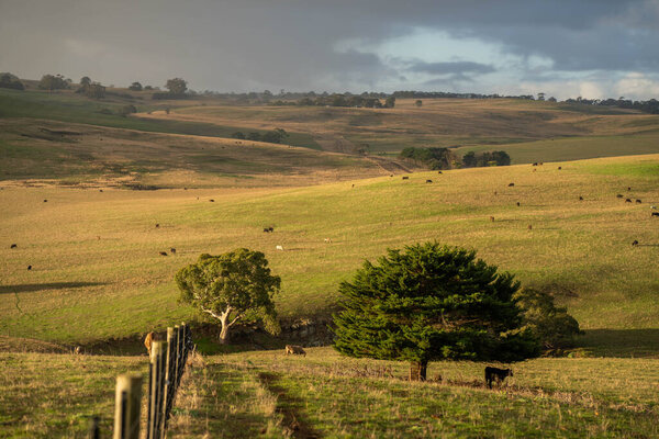 Stud Beef bulls and cows grazing on grass in a field, in Australia. breeds include speckle park, murray grey, angus, brangus and wagyu.