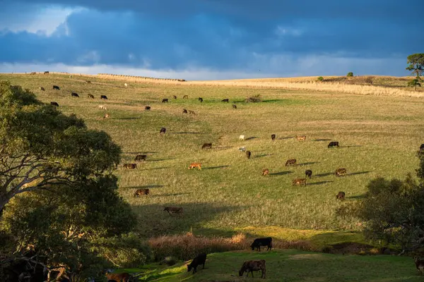 Avustralya 'da sığır çiftliğinde otlayan sığır ve dana eti. Cinsler Murray Grey, Angus ve Wagyu 'dur. sürdürülebilir tarım pratiği karbon depolama