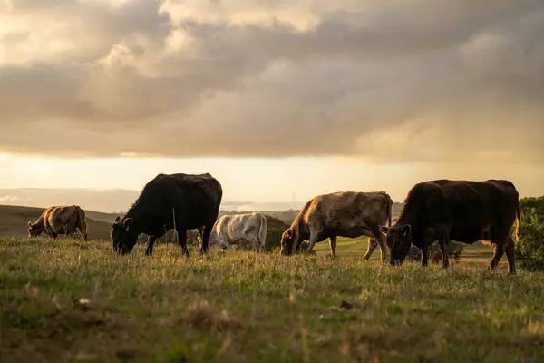 stock image Sustainable Agriculture Practices: Enhancing Ecosystems, Livelihoods, and Resilience through Holistic, Carbon-neutral Approaches