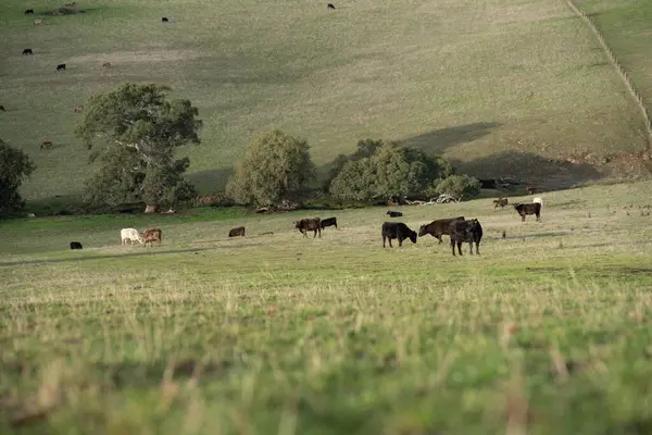 İngiltere 'de bir çiftlikte damızlık sığır ve wagyu inekleri. Baharda çayırda otlayan İngiliz sığırları. Sürdürülebilir bir tarım çiftliğinde çayırda yeşil çimenler büyüyor.