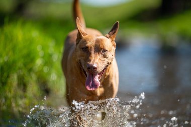 Çiftlik köpeği Kelpie 'nin sudaki hali, baharda Avustralya' da bir çiftlikte çalışıyor.