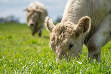 Sığır otlağı otlatıyor. Otlar Murray Grey, Angus ve Wagyu 'yu besledi. Avusturalya 'da sürdürülebilir tarım tarımı