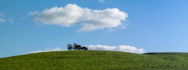 Stud Beef bulls, cows and calves grazing on grass in a field, in Australia. breeds of cattle include speckled park, murray grey, angus, brangus and wagyu on long pasture