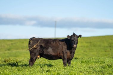 Stud Beef bulls, cows and calves grazing on grass in a field, in Australia. breeds of cattle include speckled park, murray grey, angus, brangus and wagyu on long pasture