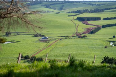 Tazmanya Avustralya 'da inekler ve sığırlar otluyor.