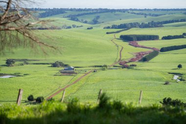 Sığır otlağı otlatıyor. Otlar Murray Grey, Angus ve Wagyu 'yu besledi. Avusturalya 'da sürdürülebilir tarım tarımı
