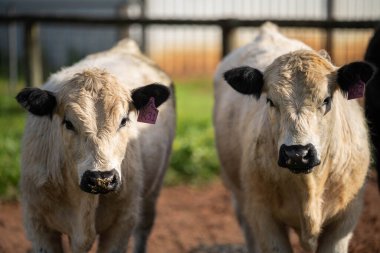 Avustralya 'da bir tarlada otlayan damızlık sığır ve sığır eti. İlkbaharda Speckle Park, Murray Grey, Angus, Brangus ve Wagyu cinsleri