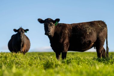 Avustralya 'daki güzel sığırlar ot yer, otlakta otlarlar. Tarımsal bir çiftlikte yetiştirilen sığır sürüsü. Sürdürülebilir tarım 