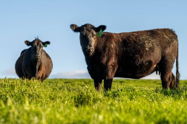 Stud Beef bulls, cows and calves grazing on grass in a field, in Australia. breeds of cattle include speckled park, murray grey, angus, brangus and wagyu on long pasture