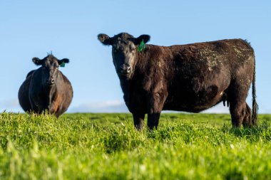 Sığır otlağı otlatıyor. Otlar Murray Grey, Angus ve Wagyu 'yu besledi. Avusturalya 'da sürdürülebilir tarım tarımı