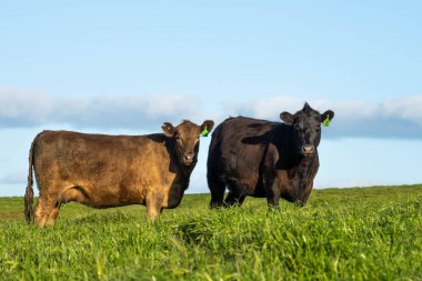 Tazmanya Avustralya 'da inekler ve sığırlar otluyor.
