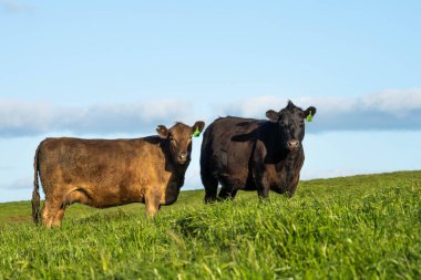 Avustralya 'da bir tarlada otlayan damızlık sığır ve sığır eti. İlkbaharda Speckle Park, Murray Grey, Angus, Brangus ve Wagyu cinsleri