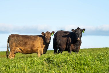 Stud Beef bulls, cows and calves grazing on grass in a field, in Australia. breeds of cattle include speckled park, murray grey, angus, brangus and wagyu on long pasture