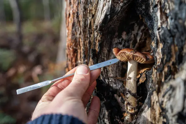 stock image environmental scientist taking a sample in the forest looking at fungi and soil and plants in australia in spring