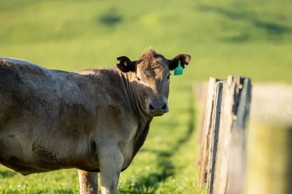 stock image Stud Beef bulls, cows and calves grazing on grass in a field, in Australia. breeds of cattle include speckled park, murray grey, angus, brangus and wagyu on long pasture