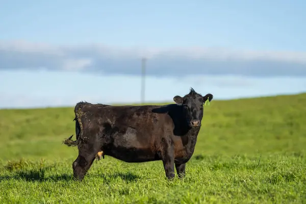 stock image beef cattle grazing on pasture. Grass fed murray grey, angus and wagyu. sustainable agricultural farming in australia