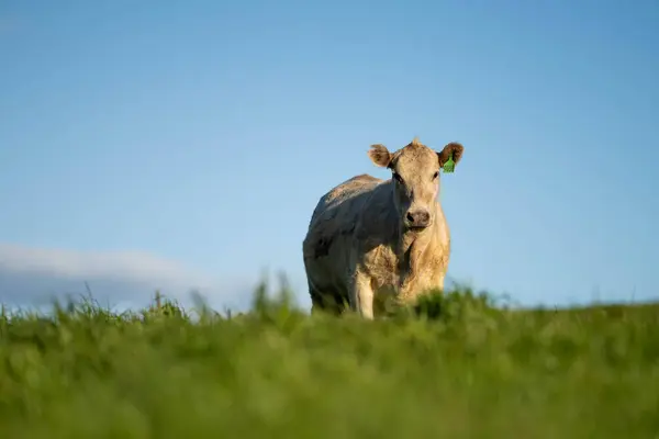 stock image beef cattle grazing on pasture. Grass fed murray grey, angus and wagyu. sustainable agricultural farming in australia