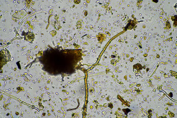 stock image Soil under the microscopy, looking at sand, silt and clay and soil biology, amoebae, fungi, fungal, microbes and nematodes in a cattle farm