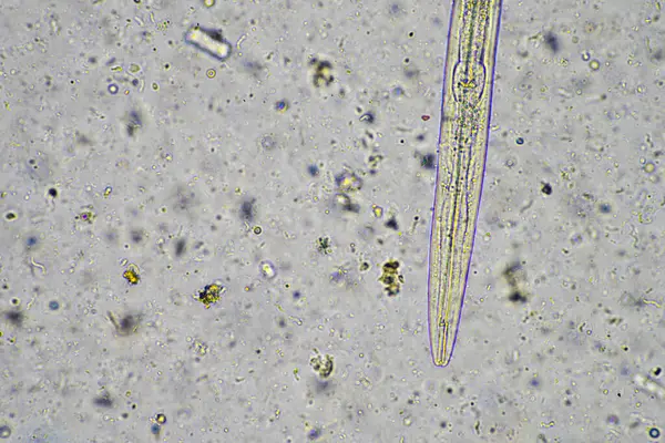 stock image soil microorganisms under a microscope on a farm in australia 