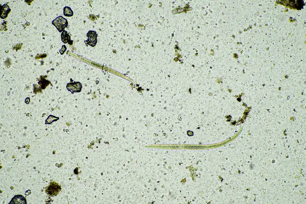 stock image Soil under the microscopy, looking at sand, silt and clay and soil biology, amoebae, fungi, fungal, microbes and nematodes in a cattle farm