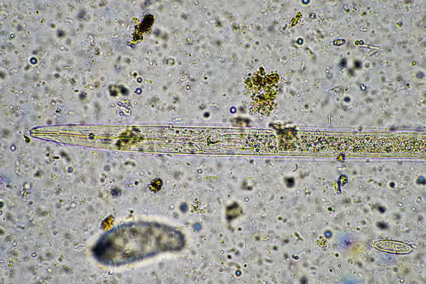 stock image soil microorganisms under a microscope on a farm in australia 