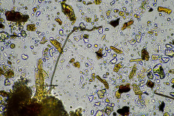 stock image Soil under the microscopy, looking at sand, silt and clay and soil biology, amoebae, fungi, fungal, microbes and nematodes in a cattle farm