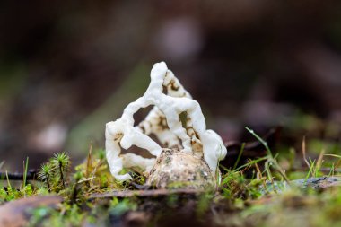 mushroom growing in the bush, turning a compost pile in a community garden. compost full of microorganisms. sustainable regenerative agriculture  clipart