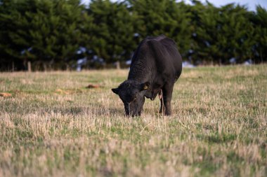 Avustralya 'daki güzel sığırlar ot yer, otlakta otlarlar. Tarımsal bir çiftlikte yetiştirilen sığır sürüsü. Avustralya 'da sürdürülebilir tarım