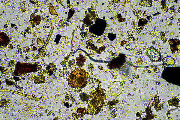 soil microorganisms under a microscope including amoeba, flagellates, nematodes, fungi, bacteria, from a soil sample on a regenerative agriculture farm in Australia in a lab