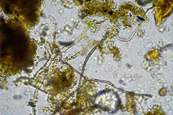 stock image Soil under the microscopy, looking at sand, silt and clay and soil biology, amoebae, fungi, fungal, microbes and nematodes in a cattle farm