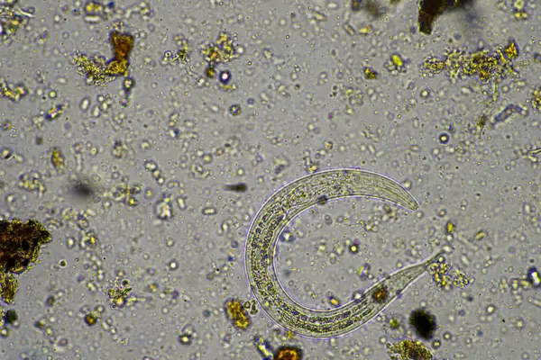 stock image Soil under the microscopy, looking at sand, silt and clay and soil biology, amoebae, fungi, fungal, microbes and nematodes in a cattle farm