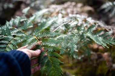 native australian tree and plants in the bush, climate research on native plants holding in a hand  clipart