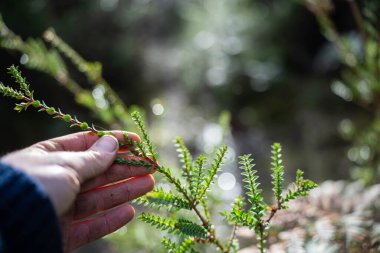 Avustralya ormanlarındaki güzel sakız ağaçları ve çalılar. Gumtrees ve yerli bitkiler ilkbaharda Avustralya 'da yetişir.