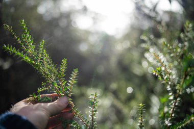 native australian tree and plants in the bush, climate research on native plants holding in a hand  clipart