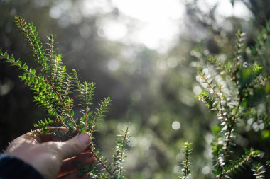Avustralya ormanlarındaki mantarlar topraktan mantar örneği alıyorlar.