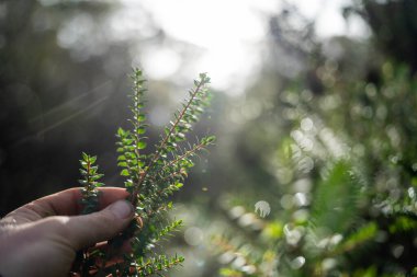 Çiftçi tarladaki bir test tüpünden toprak örnekleri topluyor. Çiftlikteki toprak karbon ve bitki sağlığını kontrol eden tarımcı.