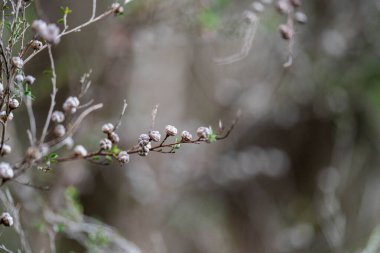 Avustralya ormanlarındaki güzel sakız ağaçları ve çalılar. Gumtrees ve Avustralya 'da yetişen yerel bitkiler 