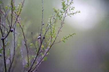 Avustralya ormanlarındaki güzel sakız ağaçları ve çalılar. Gumtrees ve Avustralya 'da yetişen yerel bitkiler 