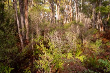 Avustralya ormanlarındaki güzel sakız ağaçları ve çalılar. Gumtrees ve Avustralya 'da yetişen yerel bitkiler 
