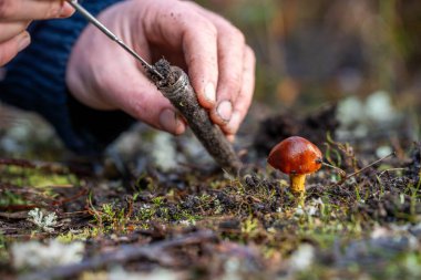 Yenileyici organik çiftçi, toprak örnekleri alıyor ve bir çiftlikteki bitkilere bakıyor. İlkbaharda sürdürülebilir tarım uygulaması