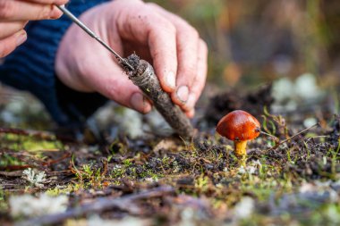 Çiftçi tarladaki bir test tüpünden toprak örnekleri topluyor. Agronomist tarlada toprak karbon ve bitki sağlığını kontrol ediyor.