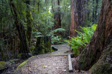 Kışın ormanda bereyle yürüyüş yapan, Avustralya çalılıklarında bir patikada yürüyen bir çocuk. Doğayı keşfeden ve çevre ve öğrenim gören çocuk 