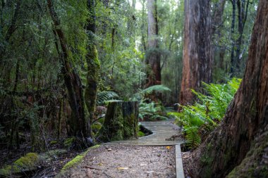 Kışın ormanda bereyle yürüyüş yapan, Avustralya çalılıklarında bir patikada yürüyen bir çocuk. Doğayı keşfeden ve çevre ve öğrenim gören çocuk 