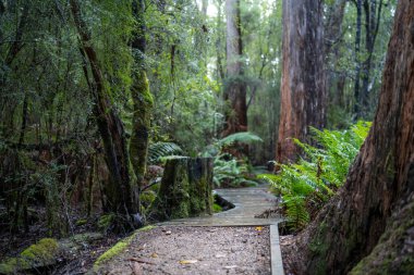 Kışın ormanda bereyle yürüyüş yapan, Avustralya çalılıklarında bir patikada yürüyen bir çocuk. Doğayı keşfeden ve çevre ve öğrenim gören çocuk 