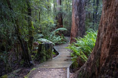 Kışın ormanda bereyle yürüyüş yapan, Avustralya çalılıklarında bir patikada yürüyen bir çocuk. Doğayı keşfeden ve çevre ve öğrenim gören çocuk 