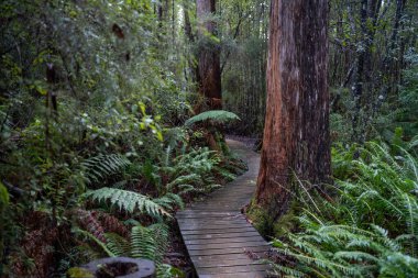 Kışın ormanda bereyle yürüyüş yapan, Avustralya çalılıklarında bir patikada yürüyen bir çocuk. Doğayı keşfeden ve çevre ve öğrenim gören çocuk 