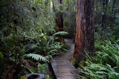 Kışın ormanda bereyle yürüyüş yapan, Avustralya çalılıklarında bir patikada yürüyen bir çocuk. Doğayı keşfeden ve çevre ve öğrenim gören çocuk 