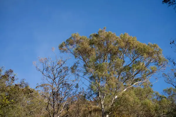 stock image beautiful gum Trees and shrubs in the Australian bush forest. Gumtrees and native plants growing in Australia in spring 