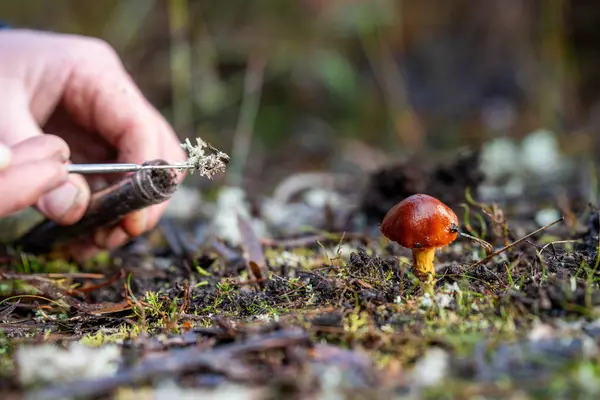 stock image fungi in australian bush and forest taking a mushroom sample from the soil